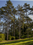 Photograph of a pine tree stand in the summertime at The Morton Arboretum
