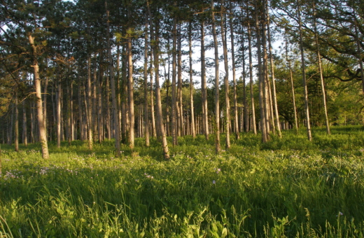 Birch trail in summer