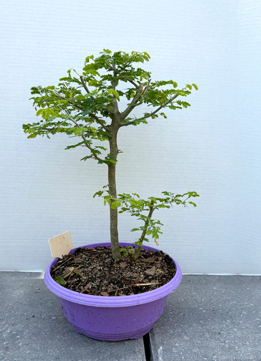 The Morton Arboretum