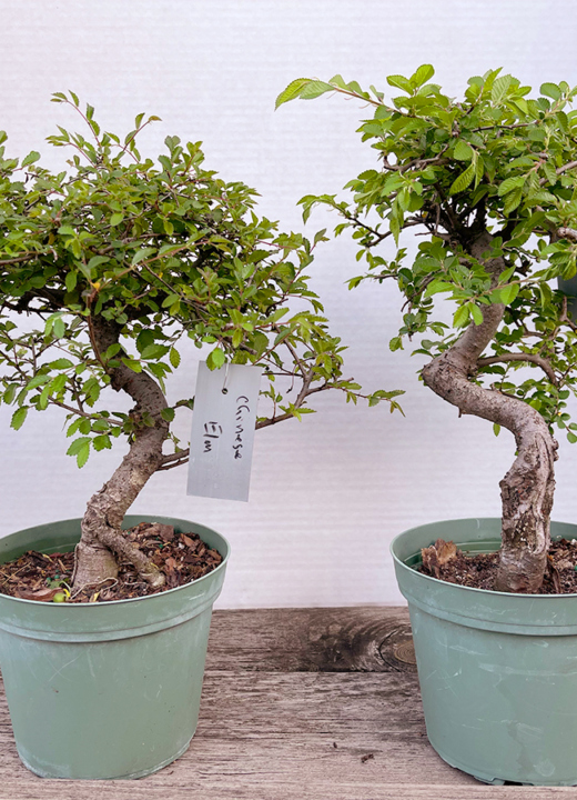 The Morton Arboretum