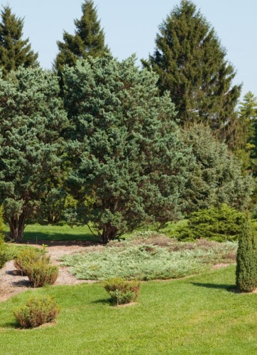 Conifer collection in summer