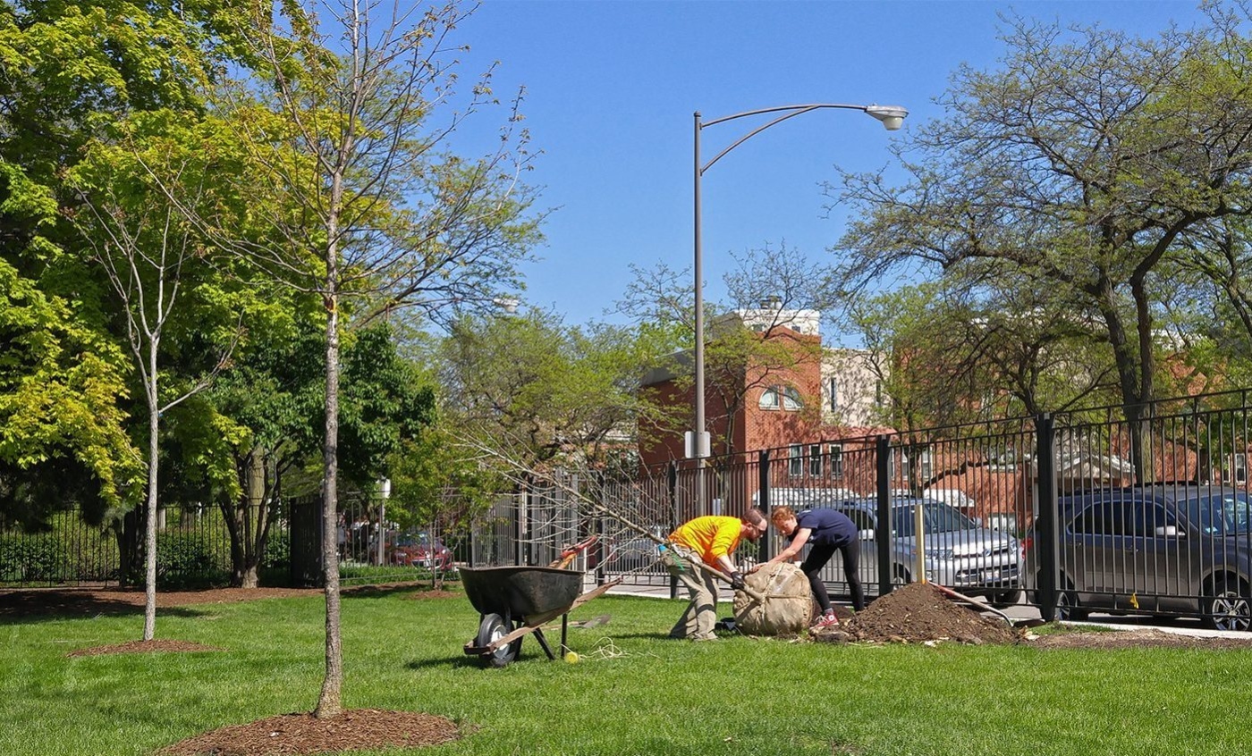 Chicago Region Trees Initiative tree planting at University of Illinois Chicago