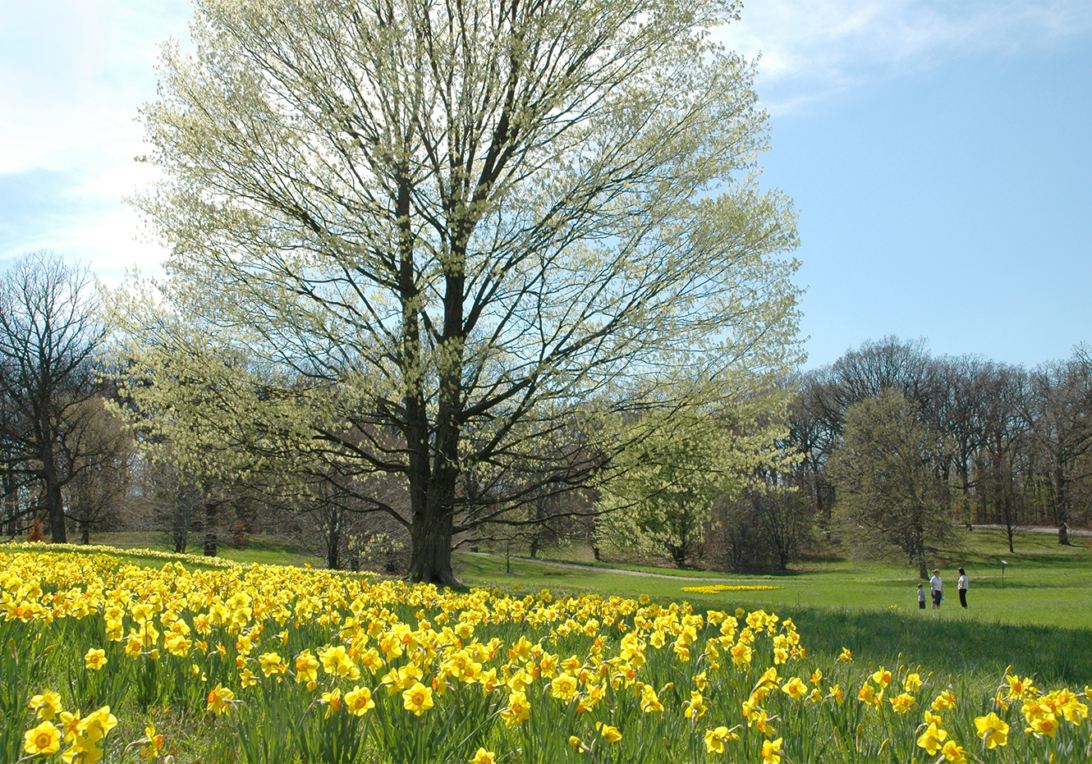 Daffodils on a hillside near the beech collection in spring