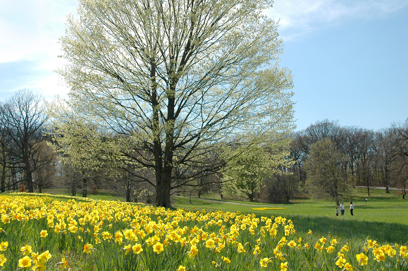 Daffodils on a hillside near the beech collection in spring
