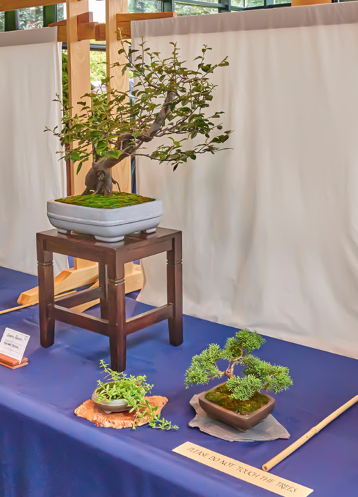 The Morton Arboretum