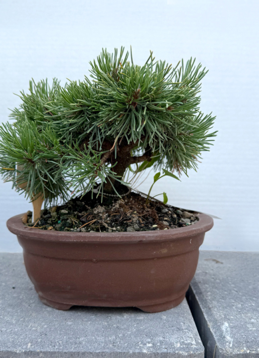 The Morton Arboretum