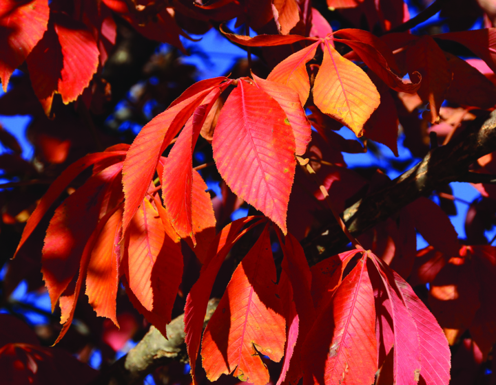 The Morton Arboretum