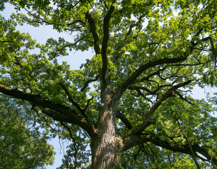The Morton Arboretum