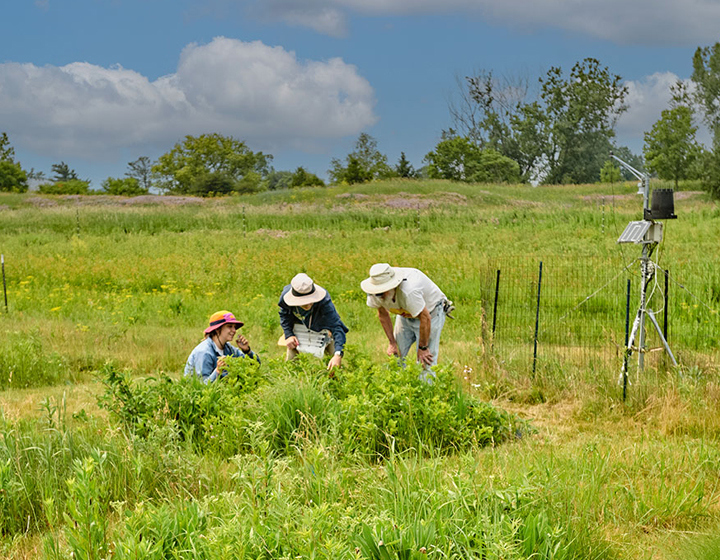 The Morton Arboretum