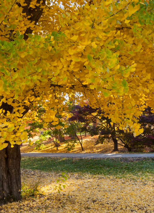 Yellow Ginkgo in fall