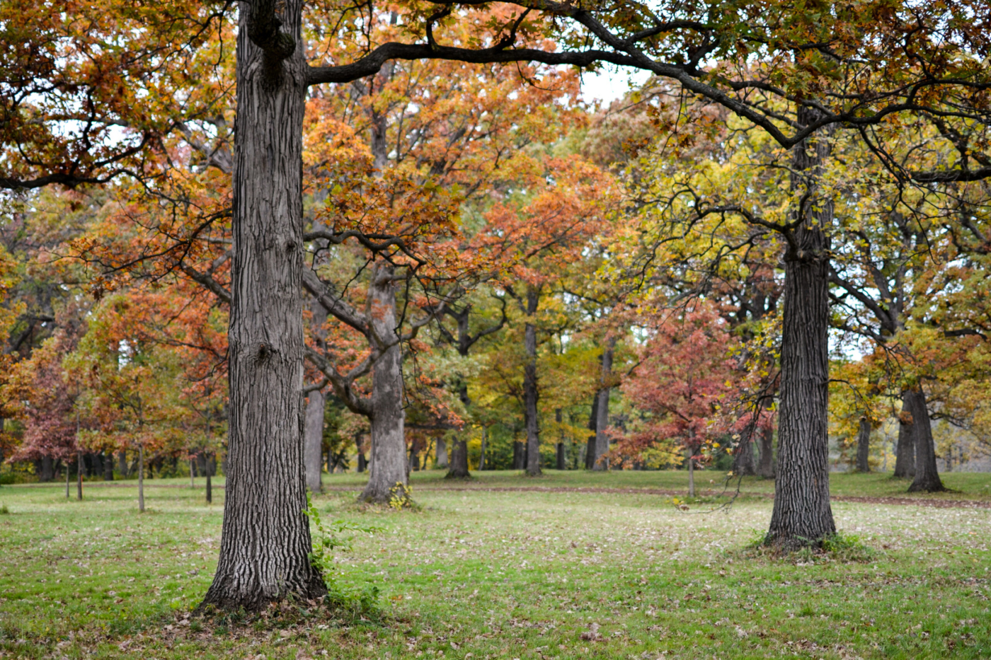 Oak collection at The Morton Arboretum in fall