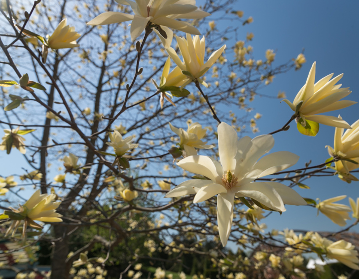 Gold star magnolia flowering in spring