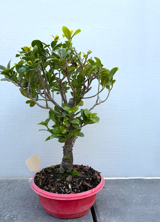 The Morton Arboretum