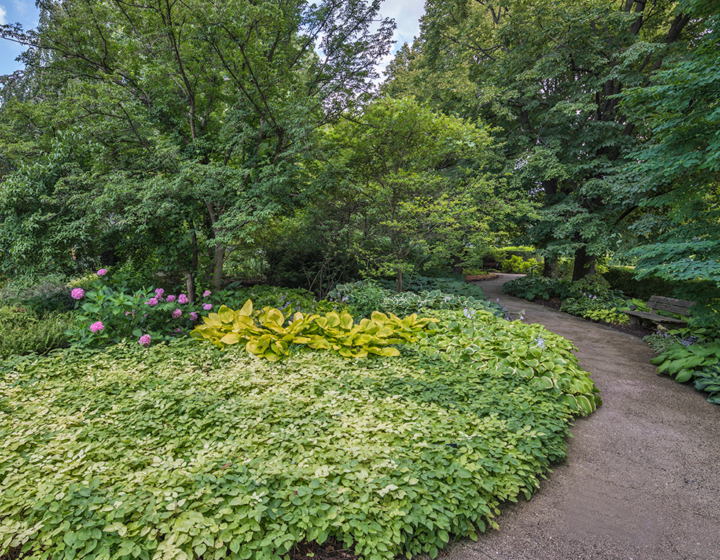 Ground cover garden in the summer
