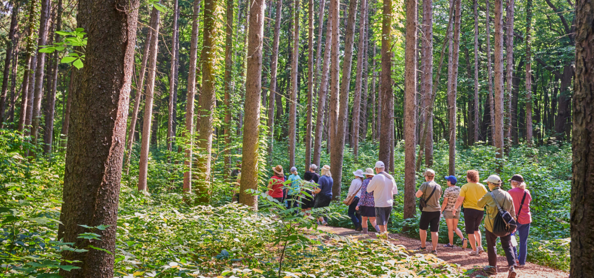 An education group stroll through the Spruce Plot as the sun brightens the path in summer.