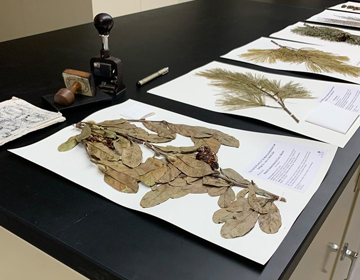 Herbarium sheets on a counter top