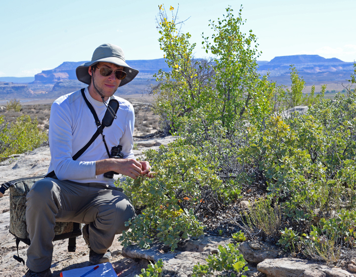 The Morton Arboretum