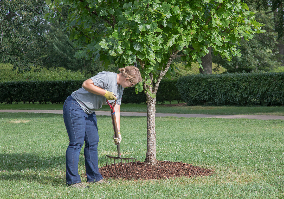 The Morton Arboretum