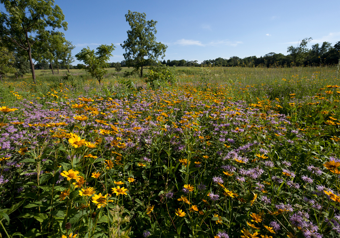 Yellow and purple prairie plants are flowering in the summer at the Schulenberg Prairie