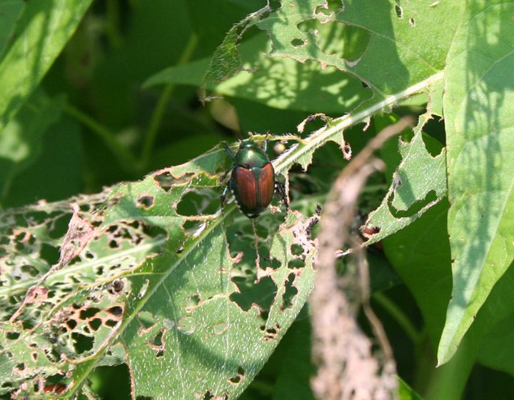 Japanese Beetle damaging a leaf