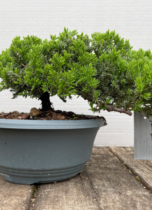 The Morton Arboretum