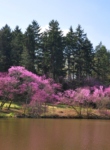 Lake Marmo with redbuds in spring