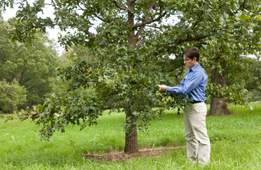 Matt Lobdell looks at oak tree in the oak collection