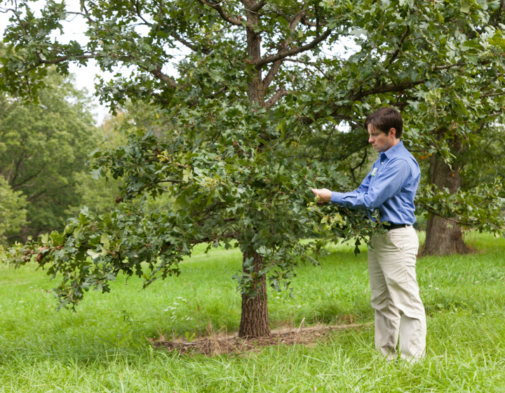 Matt Lobdell looks at oak tree in the oak collection