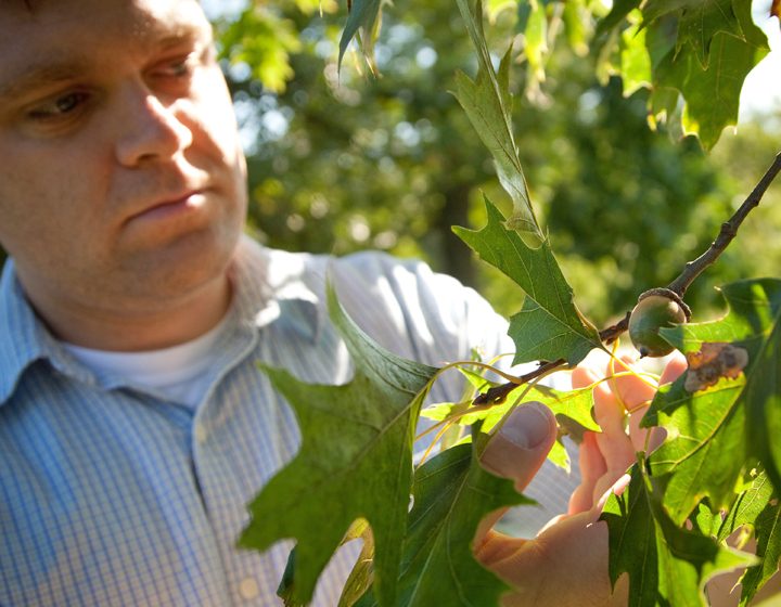 Member looking at an acorn on an oak tree