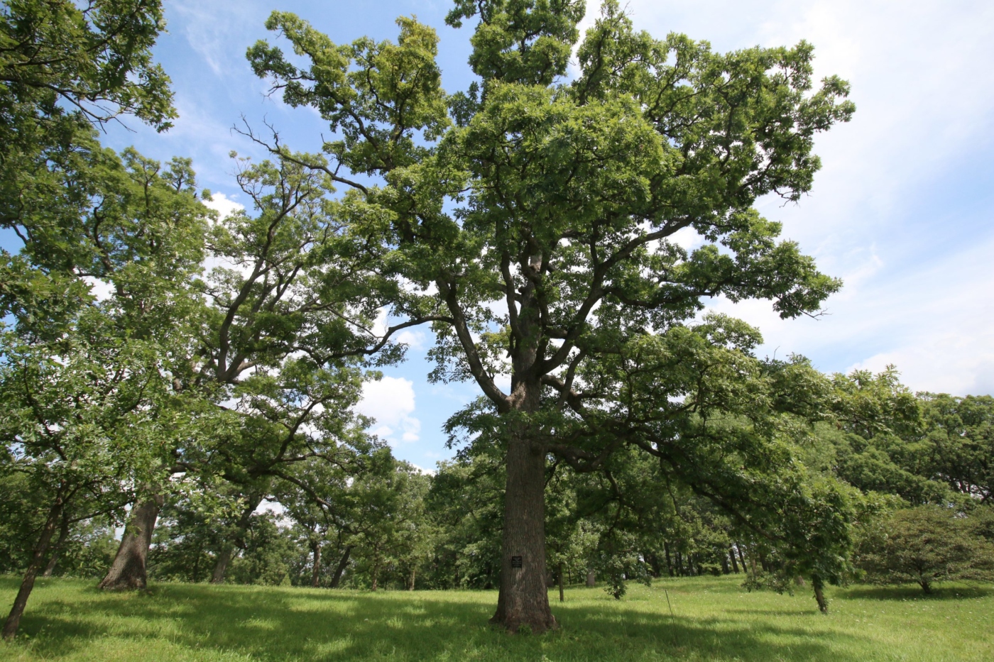 Millennium Landmark Tree-White oak (Quercus alba), summer
