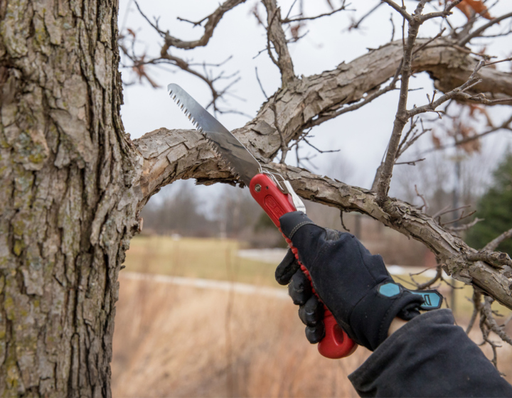 The Morton Arboretum