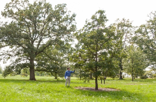 Matt Lobdell looks at oak tree in the oak collection