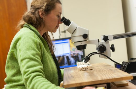 Researcher looking at tree cores through a microscope
