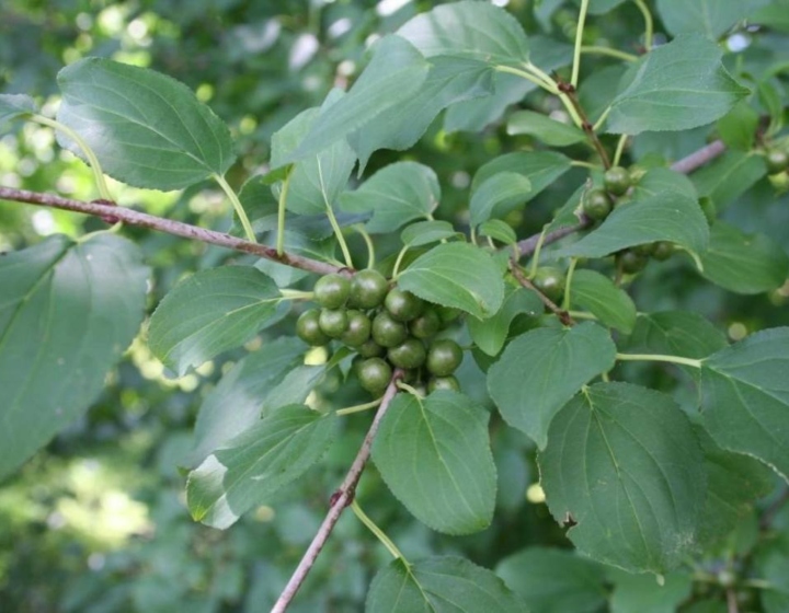 Closeup of buckthorn, a common invasive plant in Illinois, with ovate leaves and clusters of round green fruit.
