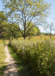 Schulenberg prairie trail in summer