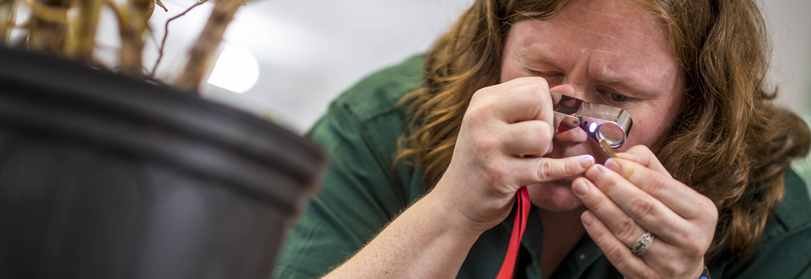 Staff looking at plant through loop_RAY4821