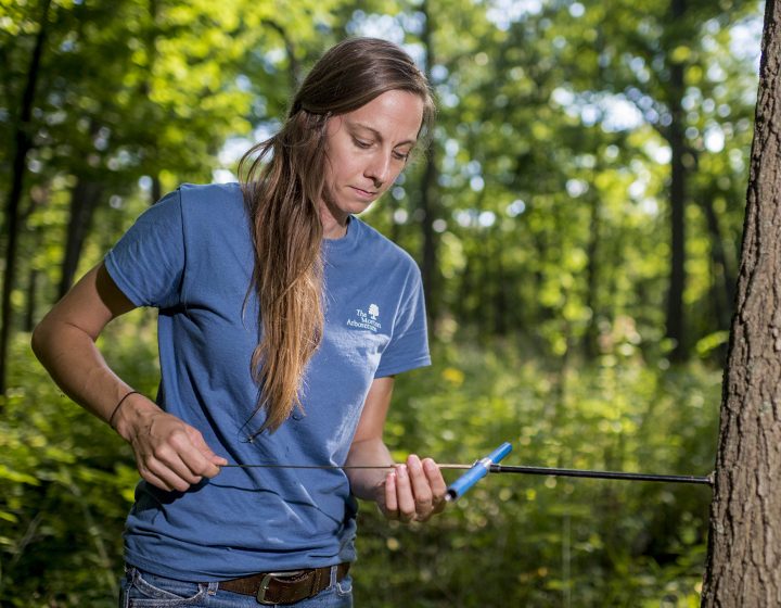 Staff retrieving a tree core from a tree