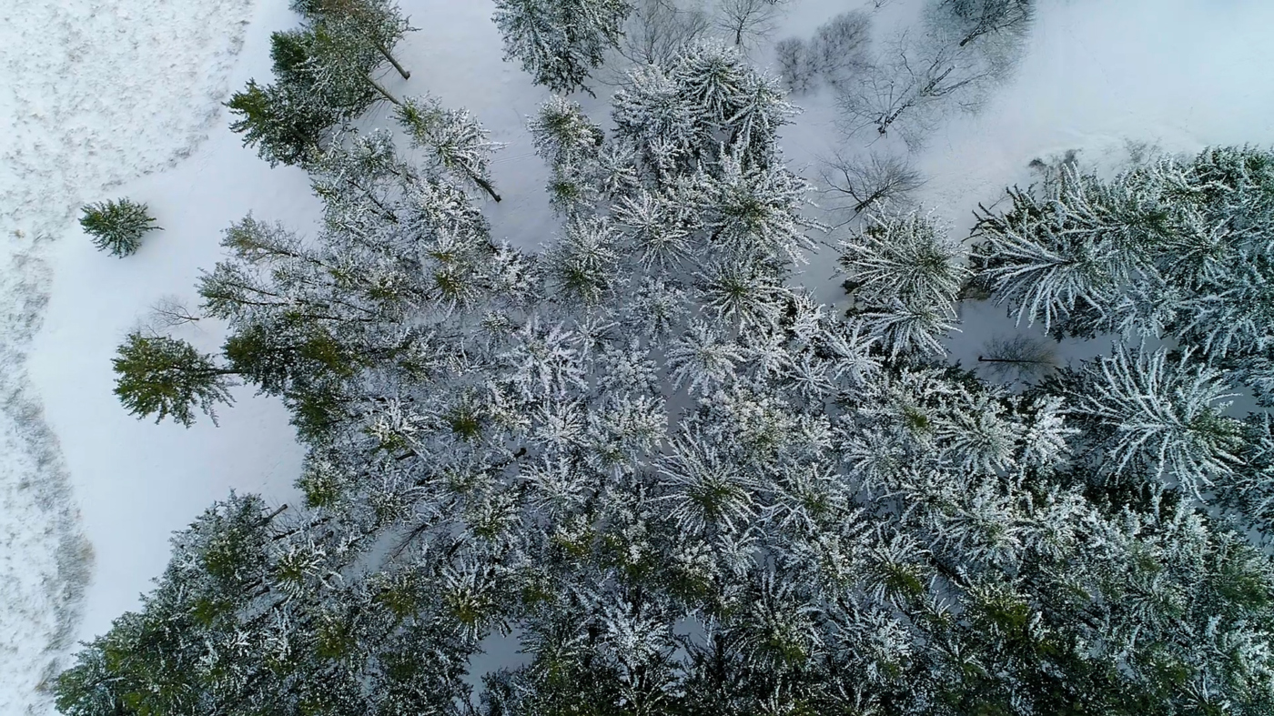 The Morton Arboretum
