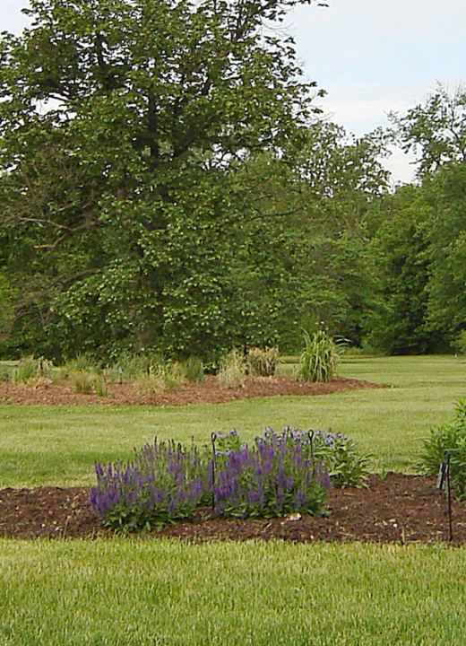 Godshalk Meadow in Summer