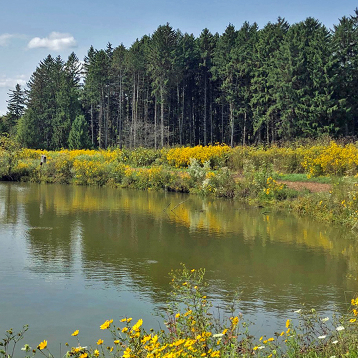 Sunfish pond in summer surrounded by bright yellow flowers