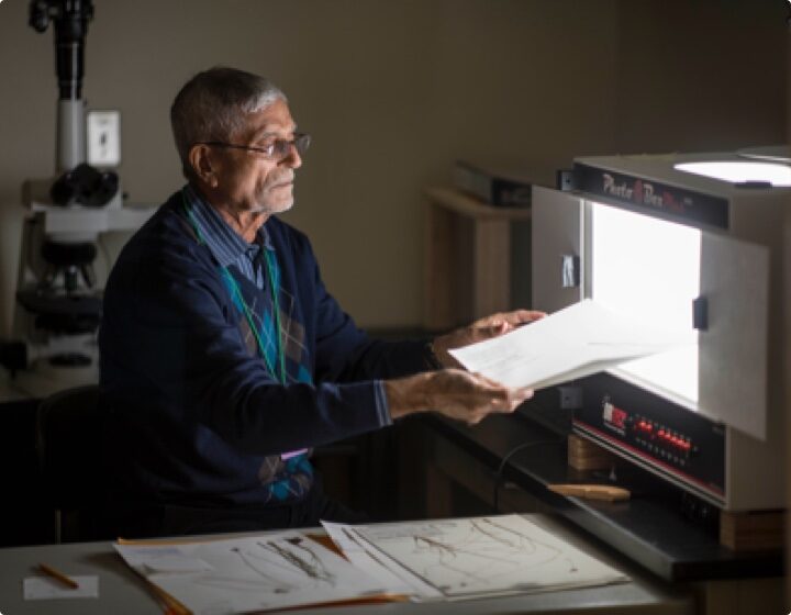 The Morton Arboretum