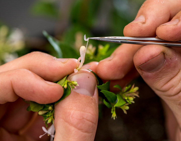 Tree breeder cross pollenating a flower