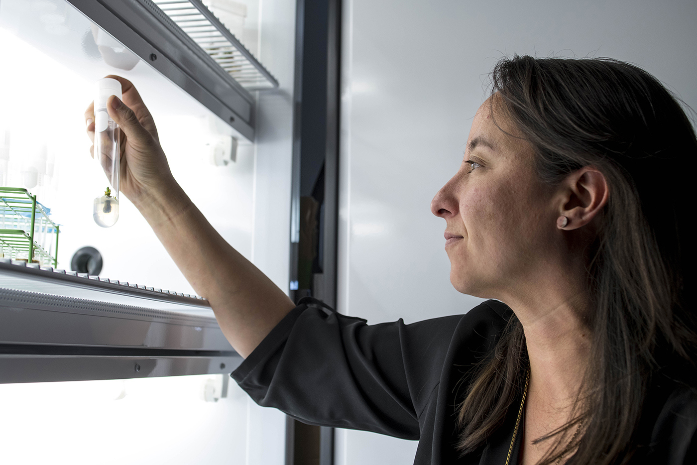 Photograph of Kim Shearer curator of collections observing plant specimens in a test tube in plant breeding lab