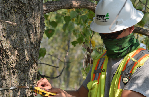 Tree census staff measuring a tree