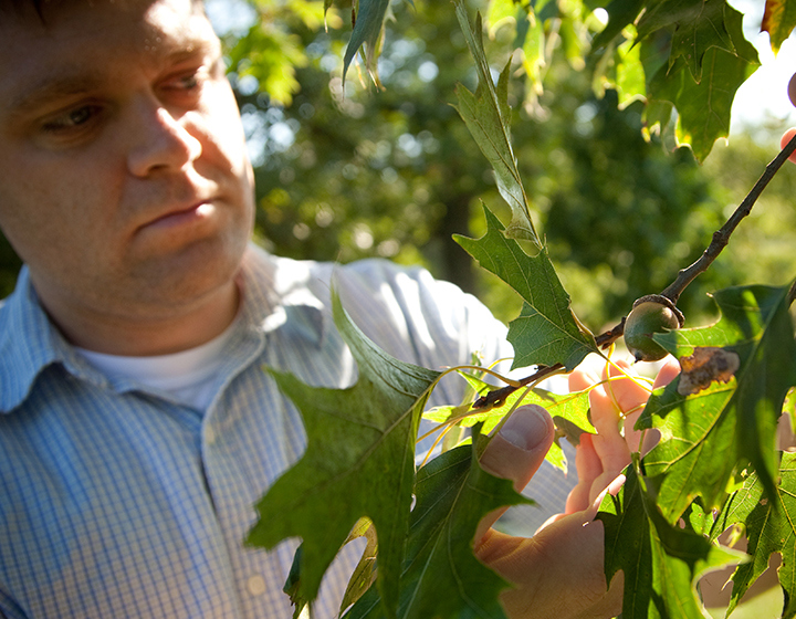 Man looks at an oak tree and acorn to identify it in the wild