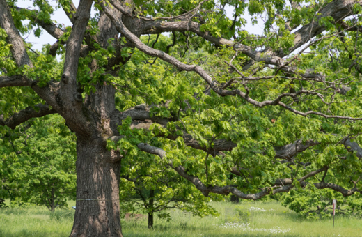 Tribute tree in the oak collection in Spring