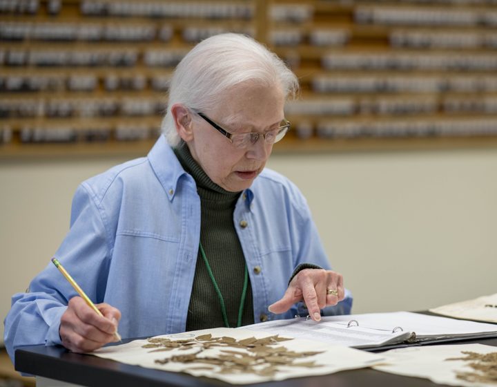 Volunteer in the herbarium documenting specimens