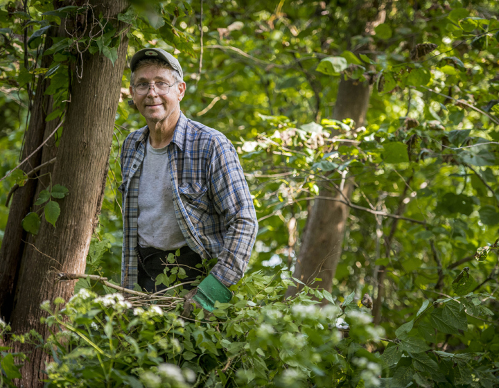 Volunteer in woods doing restoration work